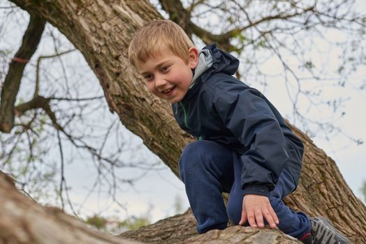 A boy climbs and balances on branch on a tree in the park.