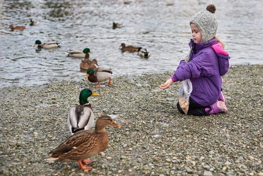Duck eating bread from girls hand.