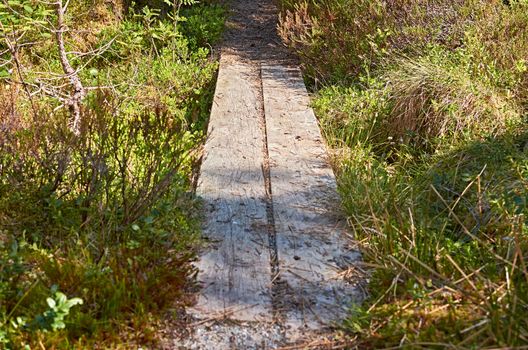 Walking on a wooden path in an Norwegian forest.