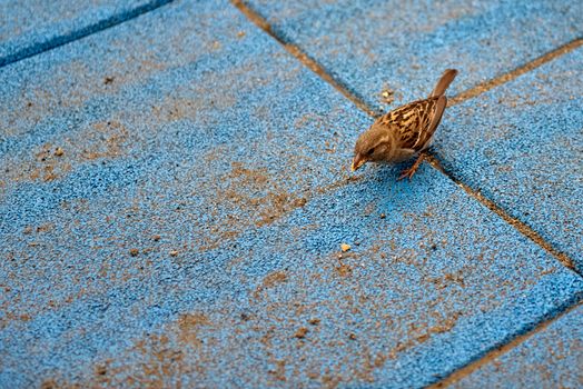 Sparrow eating remains of a ice cream.