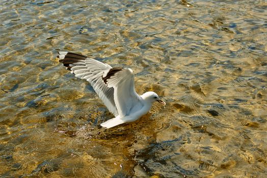 Seagull having a feast with a pice of old bread.
