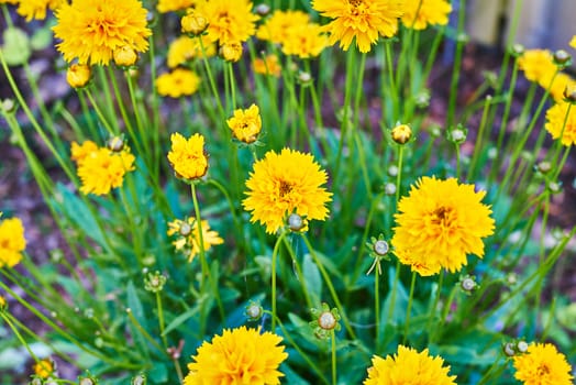 A bunch of beautiful yellow flowers in summertime.