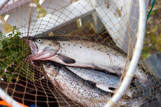 Fresly caught trout in a hand net.
