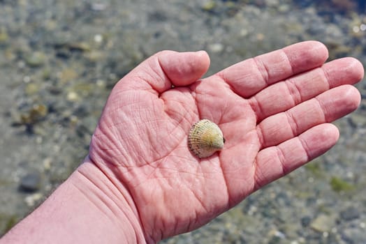 Holding a tiny seashell in a male hand.
