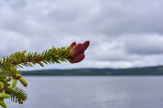 Closeup of young spruce branc