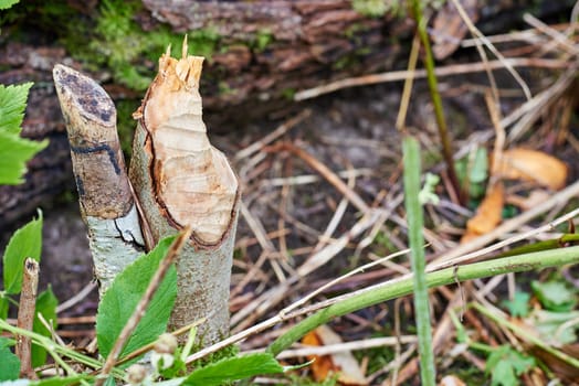 Small tree stump in wood gnawed by beaver