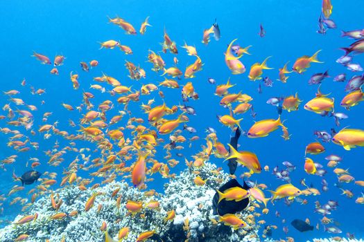 colorful coral reef with shoal of fishes scalefin anthias in tropical sea, underwater