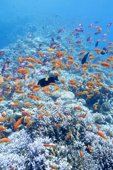 colorful coral reef with shoal of fishes scalefin anthias in tropical sea, underwater