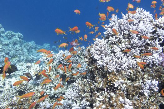 colorful coral reef with shoal of fishes scalefin anthias in tropical sea, underwater