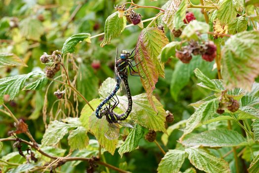 Two dragonflies mating in a forest.