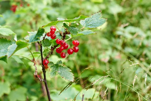 Wild and ripe Redcurrant berries found in a forest.