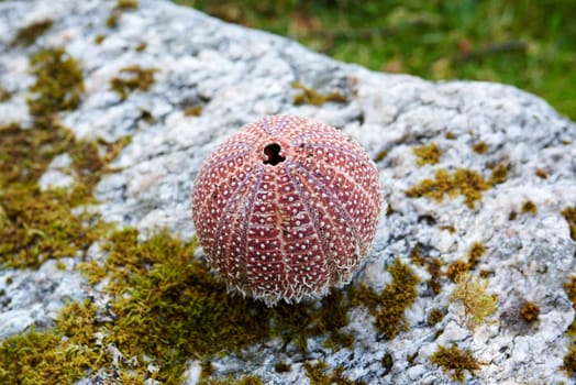 Picked Sea urchin lying on a rock.