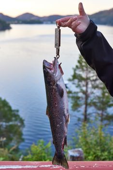 Weighing after catching a nice fresh trout.