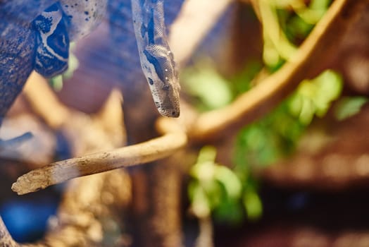 Snake In captivity. Shot through a window, slightly blurry image!
