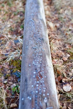 A lot of nails in a single wooden log.