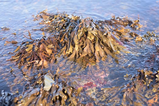 Raw seaweed in its natural state.