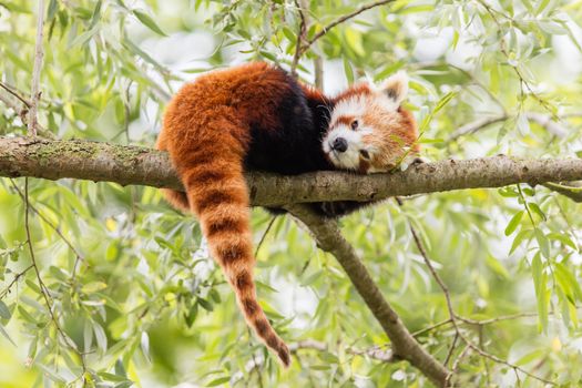 Red Panda, Firefox or Lesser Panda (Ailurus fulgens) resting in a tree