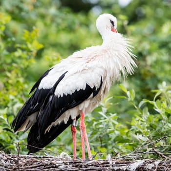 Two adult storks in a big nest