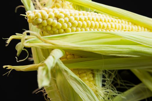 Fresh corn on the cob or sweet corn over a black background with the outer leaves peeled back to reveal the succulent kernels