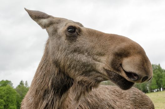 Profile shot of Swedish Elk cow.