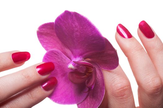 Manicured nails painted a deep red caress dark pink flower pedals against white background