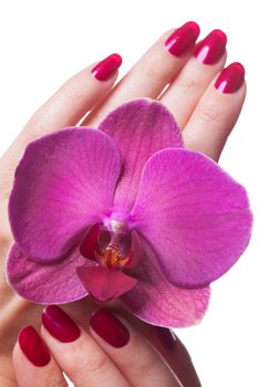 Manicured nails painted a deep red caress dark pink flower pedals against white background