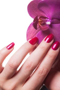 Manicured nails painted a deep red caress dark pink flower pedals against white background