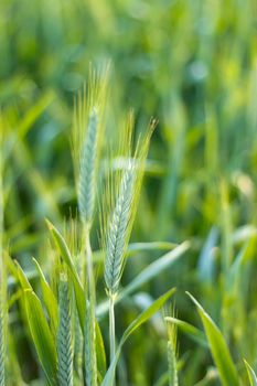 A close up of a lush green barley crop