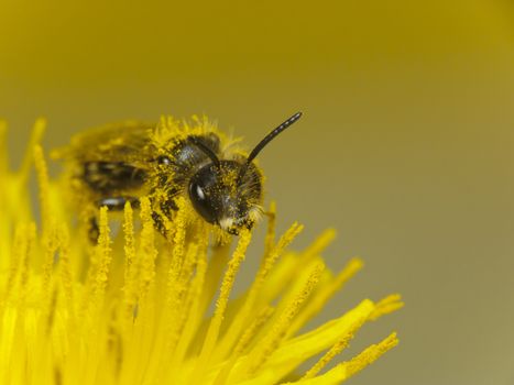 Bee on dandelion pollen covered