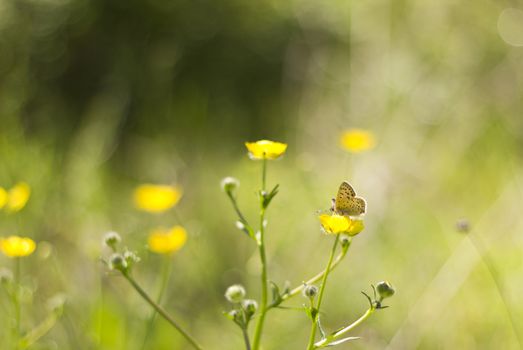 Butterfly on yellow wild flowers