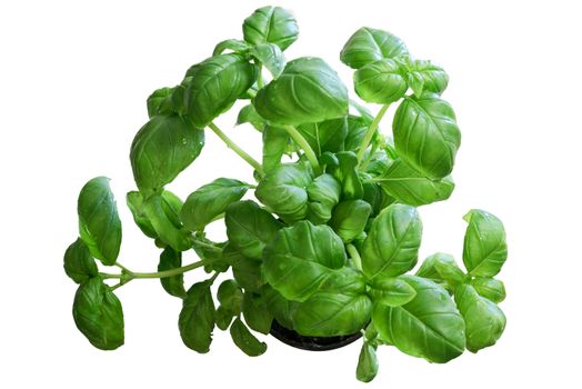Fresh basil (Ocimum basilicum) plant closeup from above isolated on white.