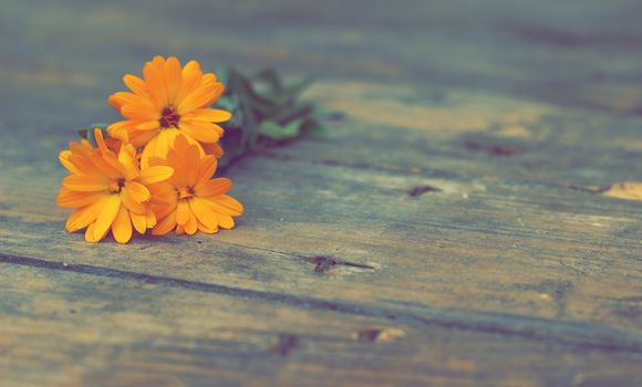 Gentle marigold flower on a wooden background -filter effect retro vintage style