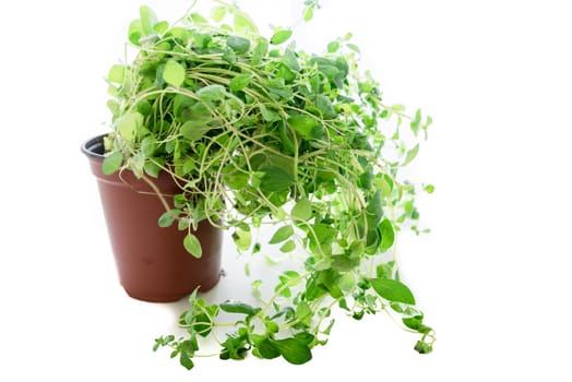 Fresh Oregano (Origanum vulgare) plant in plastic pot. Isolated on white.
