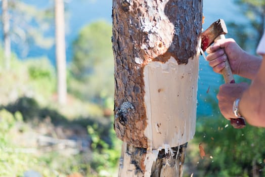 Man with axe peeling bark from a pine tree log.