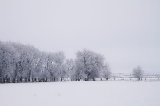 Treest covered in snow and frost in the morning hours of the day