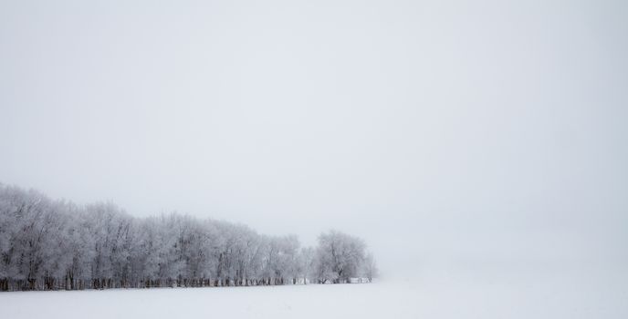 Isolated row of snowy trees against a solid white background