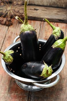 Harvest summer vegetables eggplant on wooden background in rustic style