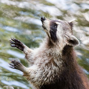 Adult raccoon begging, water in the background