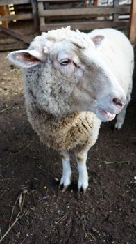 White sheep on the farm in Australia