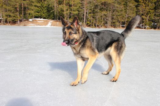 beautiful young Alsatian dog on the frozen lake