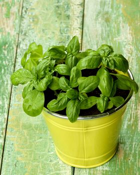 Fresh Green Lush Foliage Basil in Yellow Flower Pot closeup on Cracked Wooden background