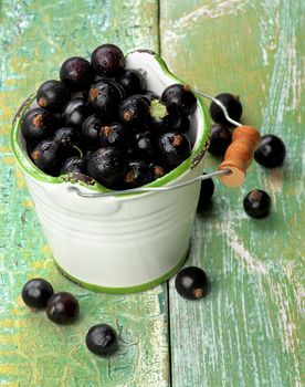 Fresh Berries of Blackcurrant in White Garden Bucket closeup on Cracked Wooden background