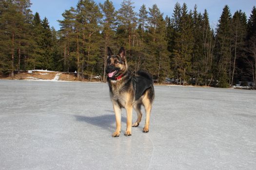 beautiful young Alsatian dog on the frozen lake