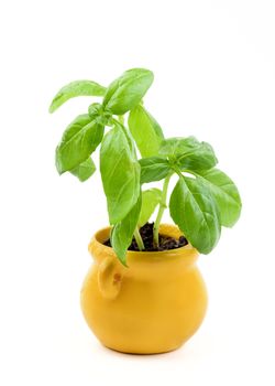 Fresh Green Small Basil in Small Yellow Pot isolated on White background