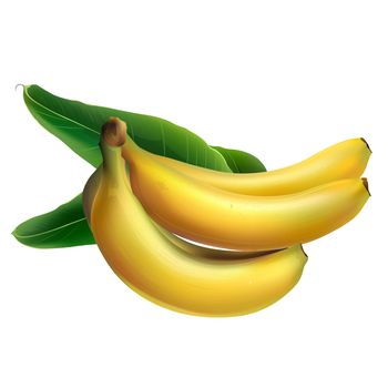 Banana with leaves. Isolated illustration on white background.