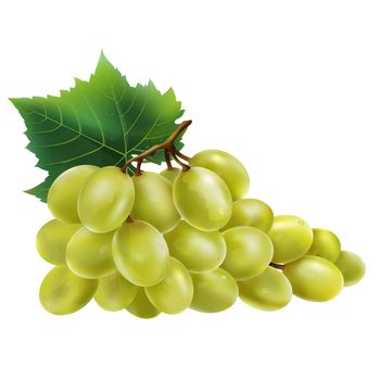 White grapes with leaves. Isolated illustration on white background.