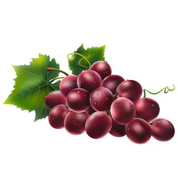 Red grapes with leaves. Isolated illustration on white background.