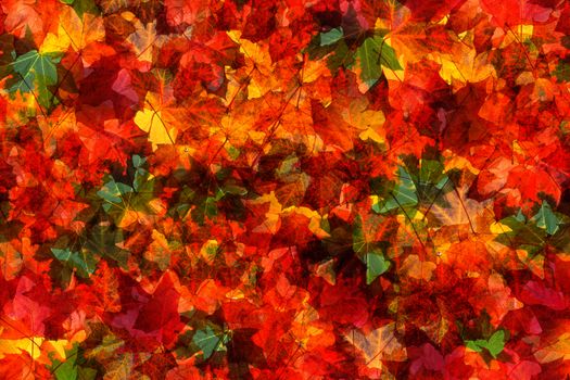 Seamless pattern of fall autumn red green yellow maple leaves background