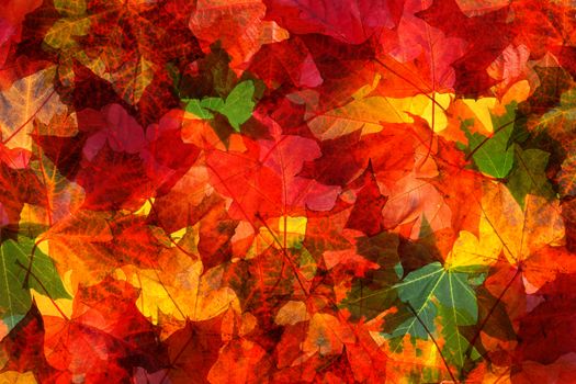 Fall autumn red green yellow maple leaves background