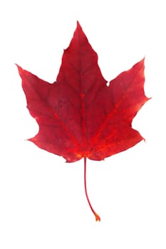 One red autumn dry maple leaf isolated on white background